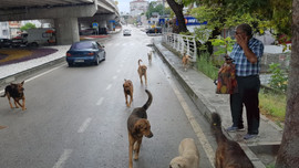 Belediyelerin başı boş köpek tartışması!