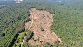 Kemer Country'deki ağaç katliamı iddiasına yanıt