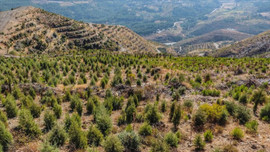 BOTAŞ'tan büyük ağaçlandırma çalışması