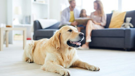 Apartmanda kedi, köpek beslemek yasak mı?