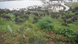 Filiz Akın ve Neslihan Yargıcı Gibi Ünlülerin de Hissesi Bulunan Arazi Satışta!