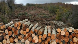 Onbinlerce ağaç bakın ne için kesilecek!