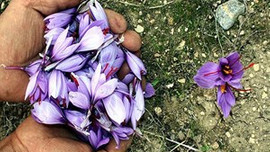 O da artık milli oldu!