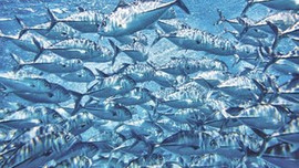 Amerikan tonunu Taylandlı kaptı