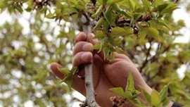 Çiftçi borçları bir yıl süre ile ertelendi