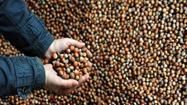 Fındık fiyatı 14 lira seviyesine dayandı