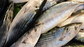 Palamut'un yanına yanaşılmıyor