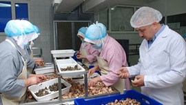 Sinop'un Uzak Doğu'ya büyük salyangoz ihracatı