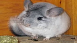 Postu 75, kürkü 300 bin avro