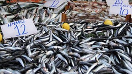 Kaçan hamsi büyük olur