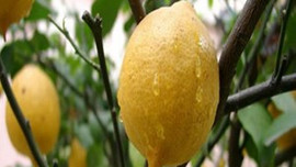 Limon bu yıl da pahalı