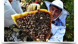 Geçimini kayalıklardan bal çıkararak sağlıyor