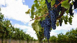 Rusya, 24 ton üzümü Türkiye'ye geri gönderdi