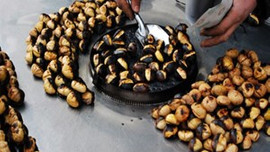 Kestane fiyatları el yakıyor