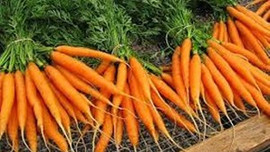 Havuç yine Konya'nın lideri!