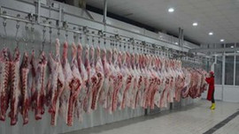 Kesimhanelere yönelik sıkı yönetim başlıyor!