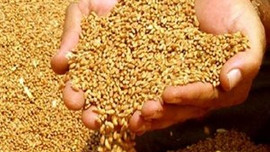 Buğdayda kalite sıkıntısı