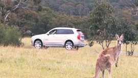 Kanguru algılama teknolojisiyle yeni Volvo!