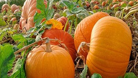 Tarlasında 65 kiloluk bal kabağı yetiştiriyor