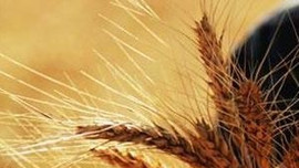 Buğday üretimi geçen yıla göre geriledi