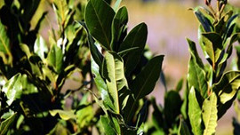 Defne yaprağı hasatı başladı