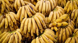 Muz üretiminde rekor seviye