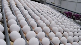 Yumurta ihracatında hedef AB!