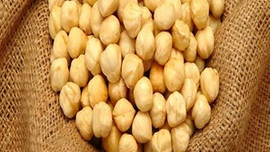 Fındıkta fiyat artışı sürüyor