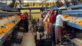 Portakalda tehlike çanları