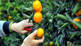 Rusya, narenciyeye 2 kat para ödeyecek