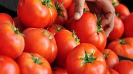 9 milyon ton sebze meyve ziyan oldu...