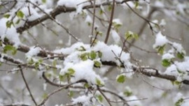 Meteoroloji uyardı... Zirai don geliyor