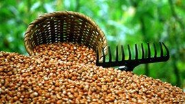 Fındık üreticide 11, rafta 60 lira