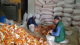 Portakalın kilosu 50 kuruş, kabuğu...