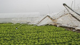 Çiftçiyi bu sefer de fırtına vurdu