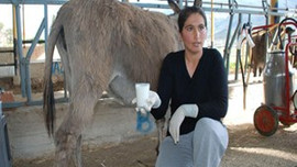 Bu süt altın değerinde!