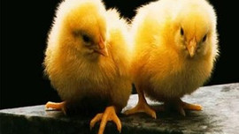 Bunu bilene ayda 13 bin TL