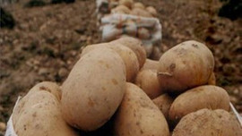 Patates neden 5 lira oldu?