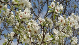 Çiftçilere don uyarısı