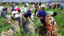 Mevsimlik işçilikte ‘Suriyeli’ uyarısı!