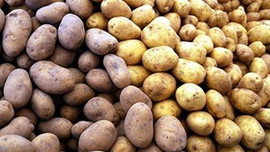 Patates indirime gidiyor