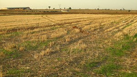 İstanbul'un 8 katı nadasta