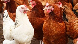 Türkiye'den tüm alımları durdurdular