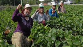 Çilek üreticisinin yüzü gülmüyor