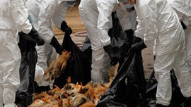 Kuş gribi teğet geçti