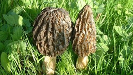 Kilosu 600 liralık mantar!