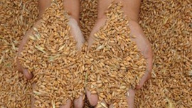 Çukurova'da buğday hasadı başladı