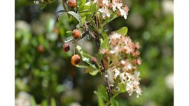 Kayısıyı bu yıl da don vurdu