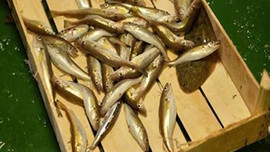 100 milyon balık doğal yaşama bırakıldı