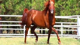 Arap tayları açık arttırmaya çıkıyor